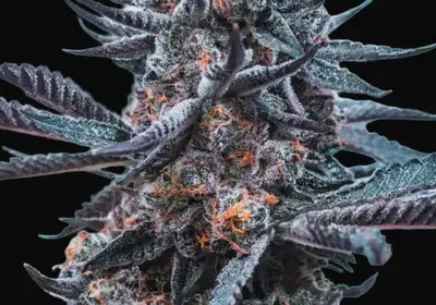 Deep Jealousy Auto