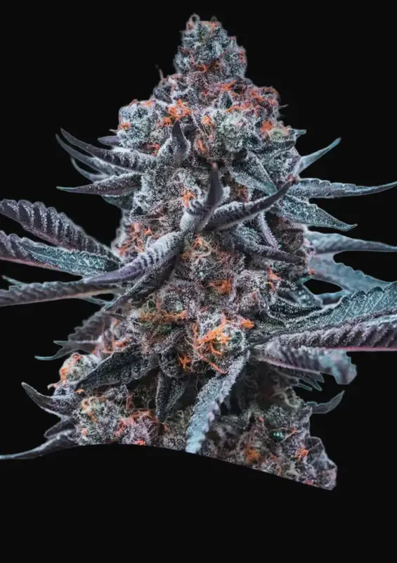Deep Jealousy Auto