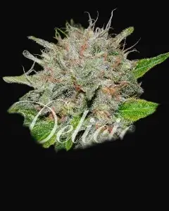 Deep Mandarine CBD