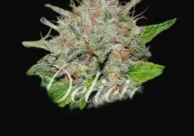 Deep Mandarine CBD