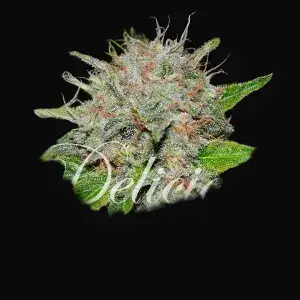 Deep Mandarine CBD