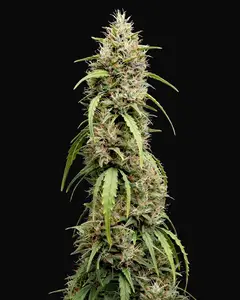 Deepforest Super Auto