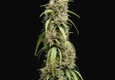 Deepforest Super Auto