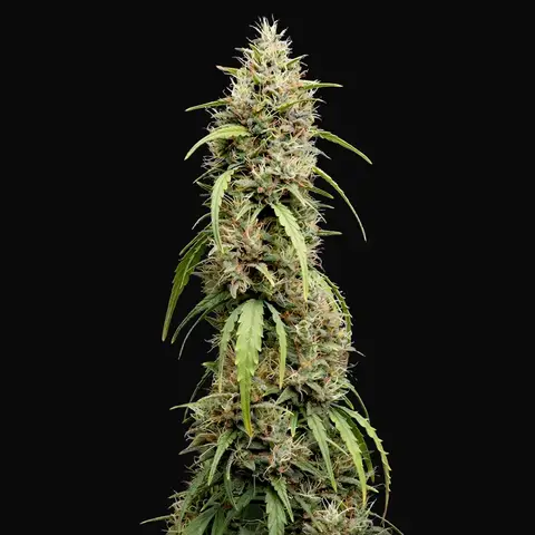 Deepforest Super Auto
