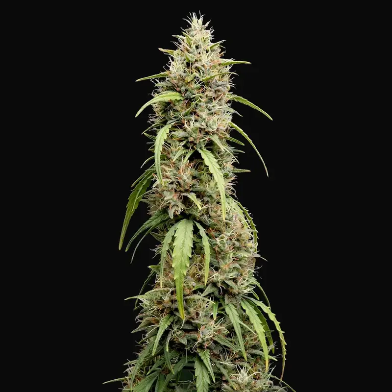 Deepforest Super Auto