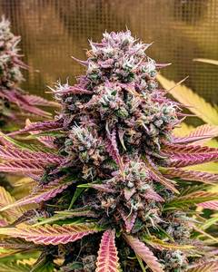 Deez Nuggs Auto