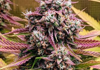 Deez Nuggs Auto