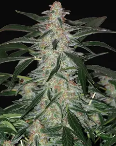 Deimos Auto
