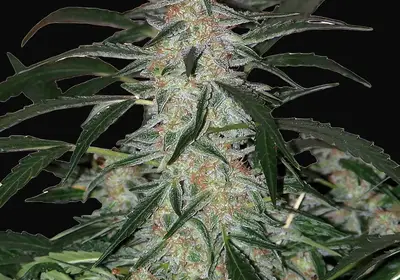 Deimos Auto