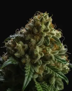 Delhi Cheese Auto