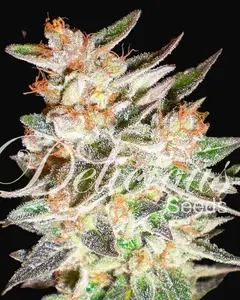Delicious Candy Auto