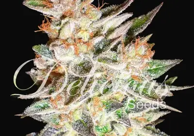 Delicious Candy Auto