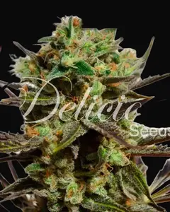 Delicious Candy Early Version