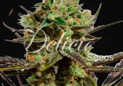 Delicious Candy Early Version