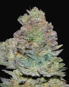 Delicious Cookies Auto