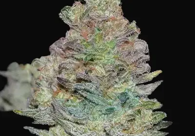 Delicious Cookies Auto