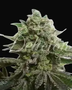 Delimed CBD Plus