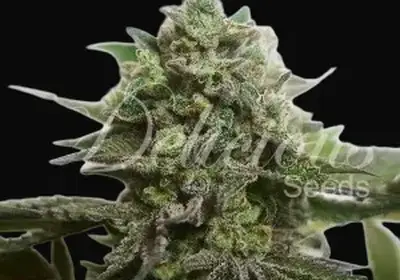 Delimed CBD Plus