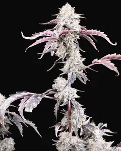 Dessert Storm Auto