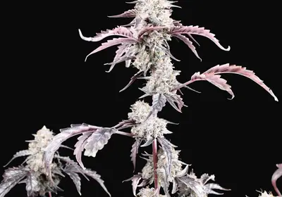 Dessert Storm Auto