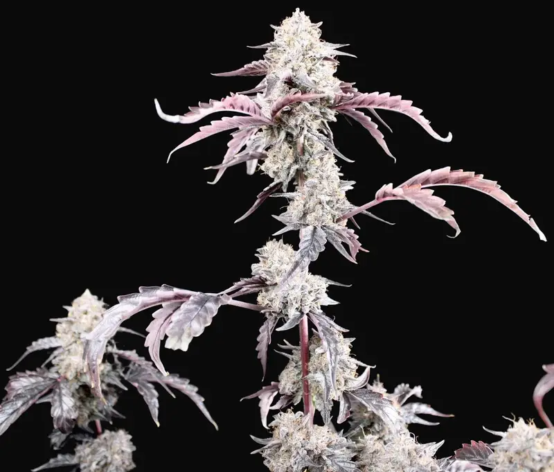 Dessert Storm Auto