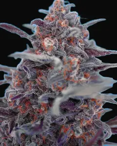 Devil Cream Auto