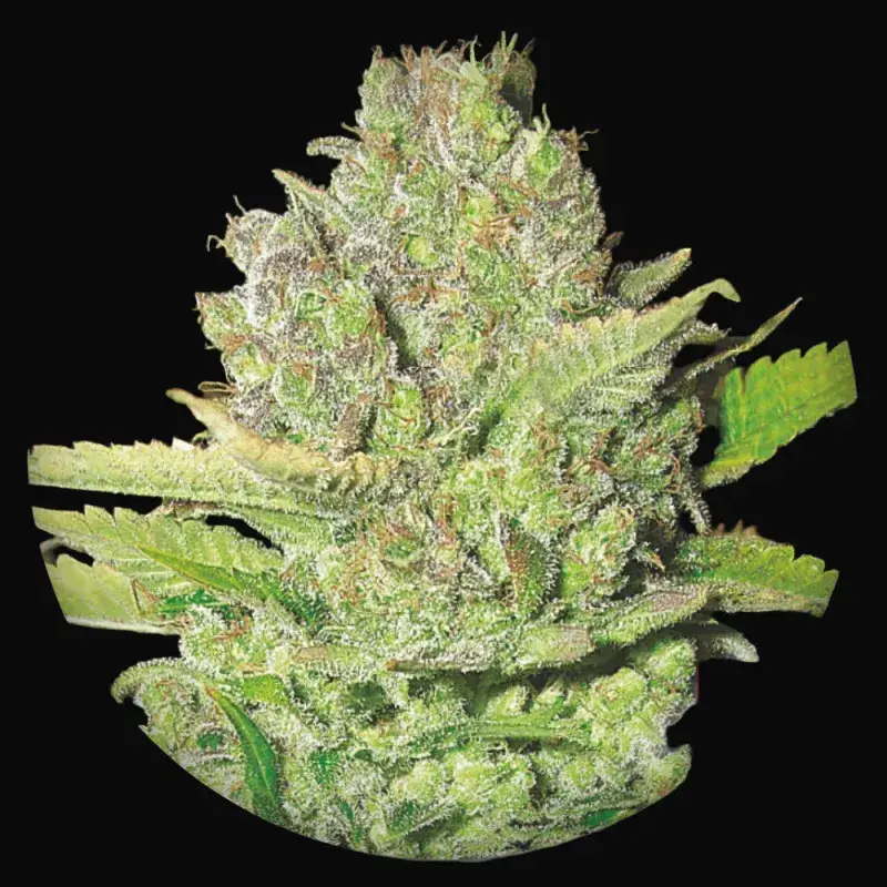 Devil Fruit