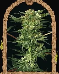 Devil Kush