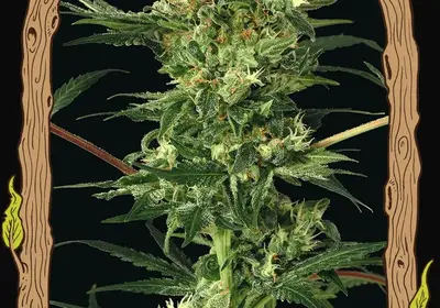 Devil Kush