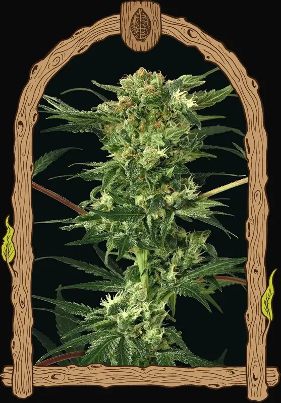 Devil Kush