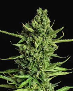 Devotchka Auto