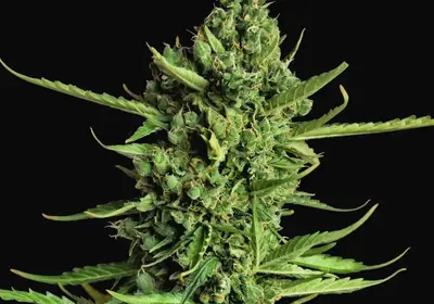 Devotchka Auto