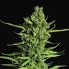 Devotchka Auto