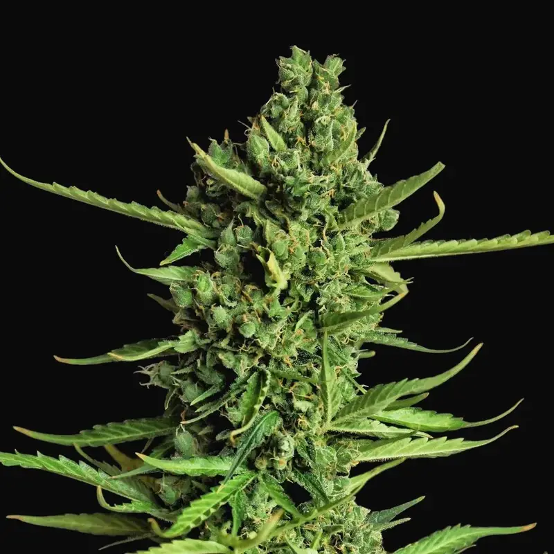 Devotchka Auto