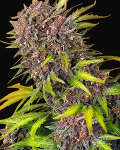 Diablo Rojo XL Auto