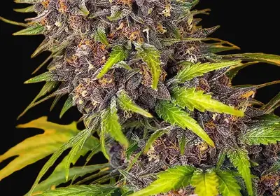 Diablo Rojo XL Auto