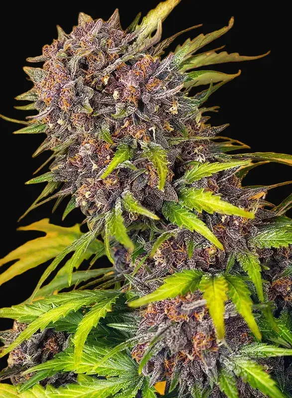 Diablo Rojo XL Auto