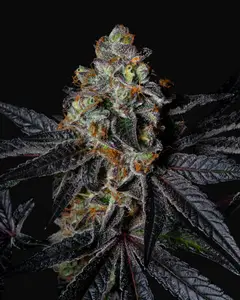 Diamond Dust