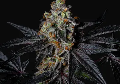 Diamond Dust