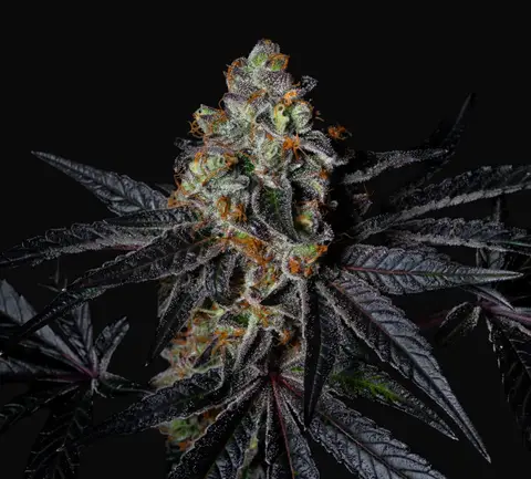 Diamond Dust