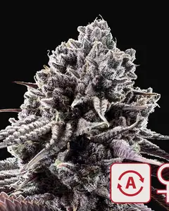 Diamond Queen Kush Auto