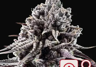 Diamond Queen Kush Auto