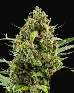 Diesel Auto