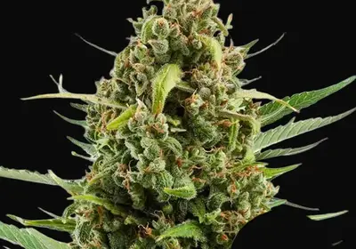 Diesel Auto