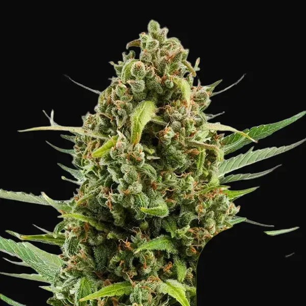 Diesel Auto