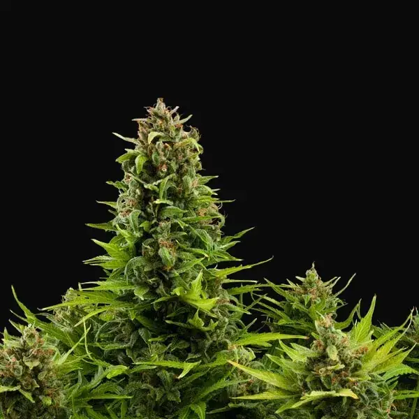 Diesel Auto — zdjęcie 9