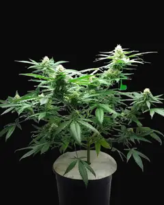 Diesel Berry