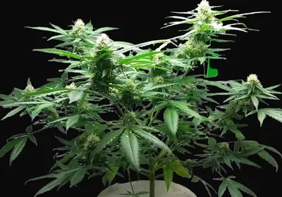 Diesel Berry