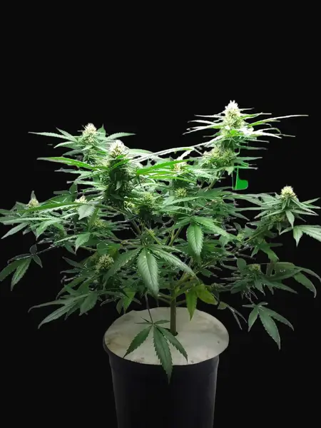 Diesel Berry