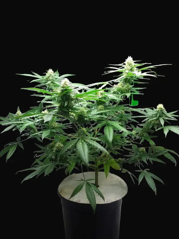 Diesel Berry